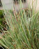 Little Bluestem Prairie Blues grass with slender green blades and reddish stems