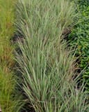 Little Bluestem Standing Ovation with upright blue-green blades and reddish accents in a planted nursery bed