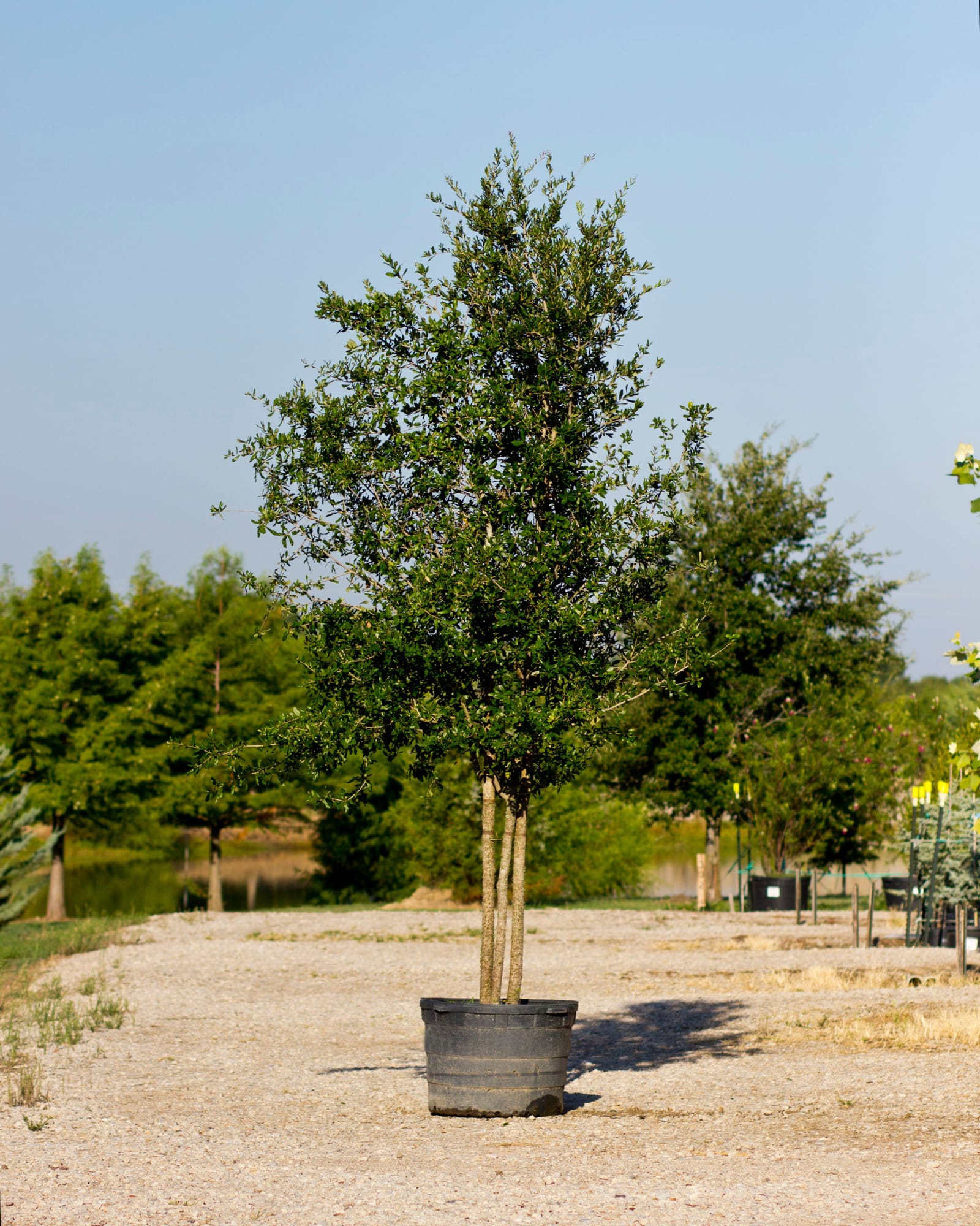 Live Oak Multi-Trunk