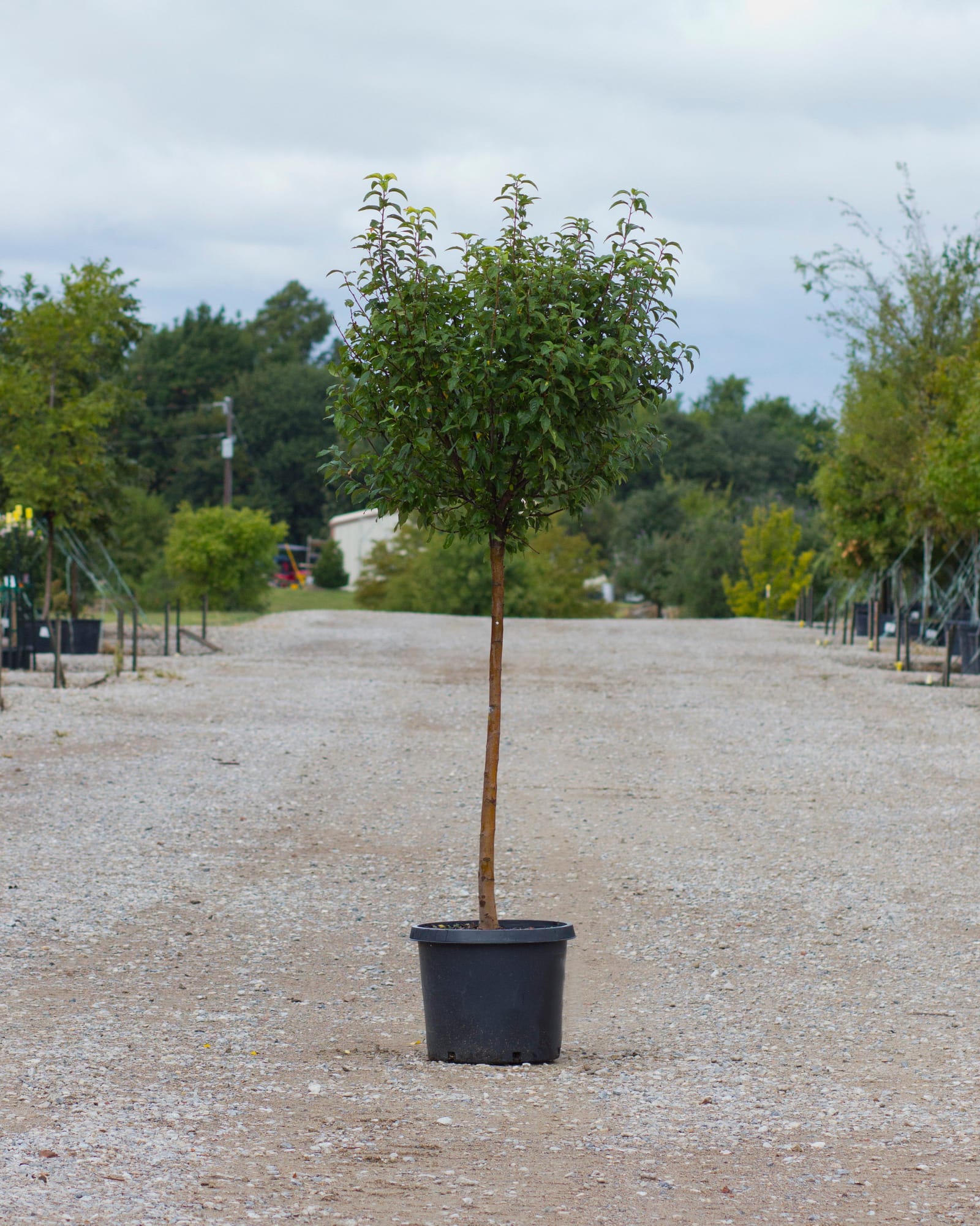 Lollipop Crabapple - view 4