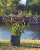 Lollipop Verbena with slender green foliage and clusters of purple flowers in a nursery container beside a pond