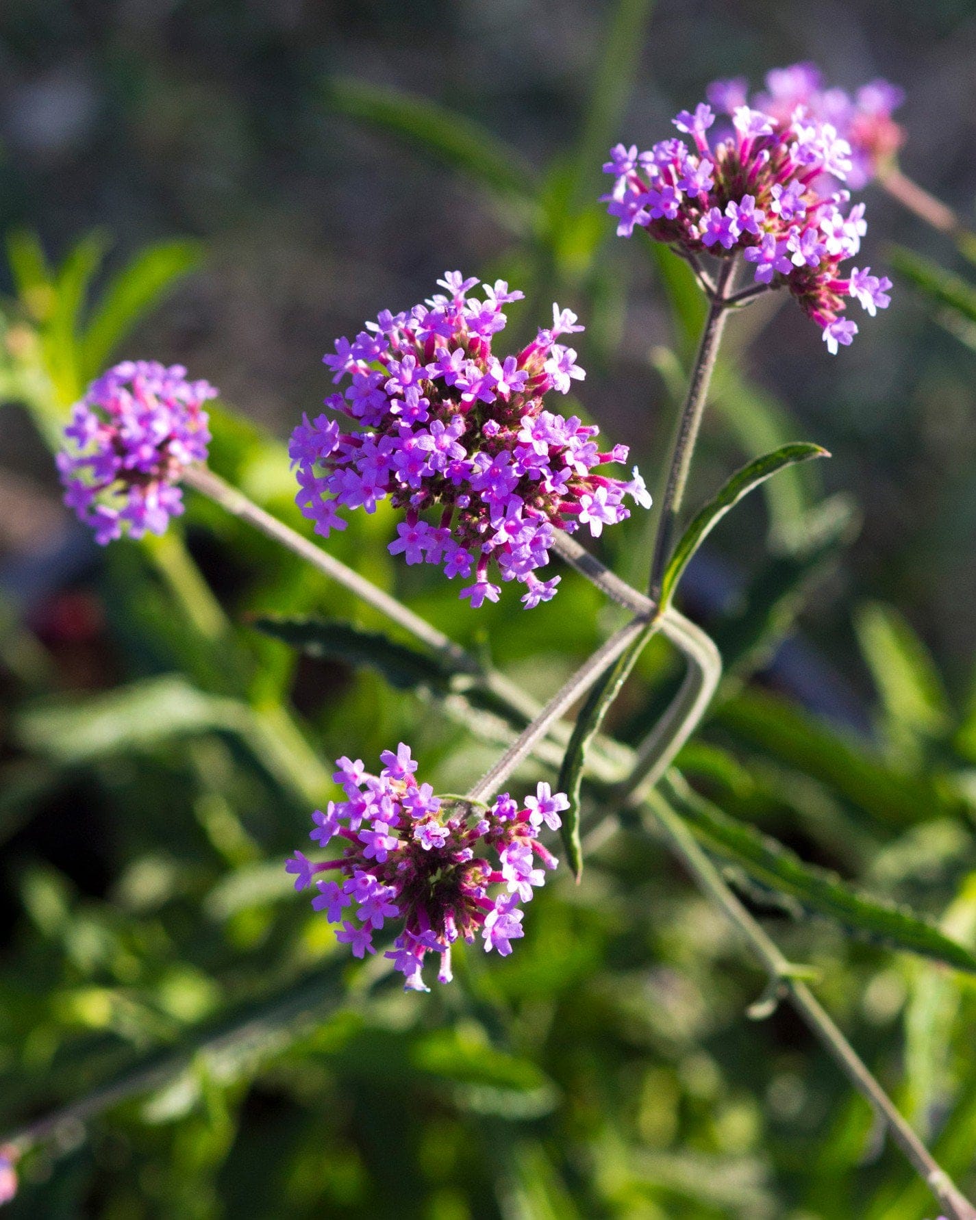 Lollipop Verbena purple flower clusters Lollipop Verbena with clusters of small purple and pink flowers on tall stems
