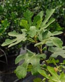 LSU Purple Fig with broad lobed green leaves and developing figs in a nursery container