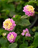 Lucky Lavender Lantana with clusters of pink and yellow flowers among green leaves