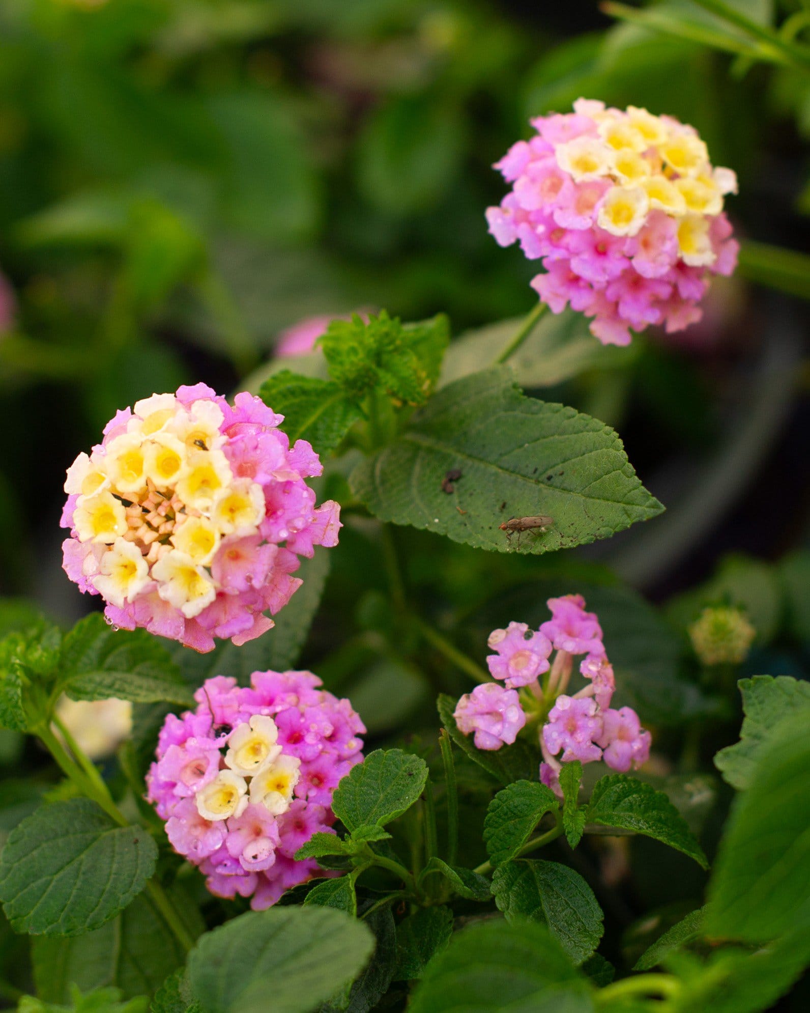 Lucky Lavender Lantana pink yellow flowers Lucky Lavender Lantana with clusters of pink and yellow flowers among green leaves