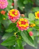 Lucky Sunrise Rose Lantana with pink, yellow and orange flower clusters among green leaves
