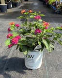 Lucky Sunrise Rose Lantana with pink and orange flower clusters in a nursery container