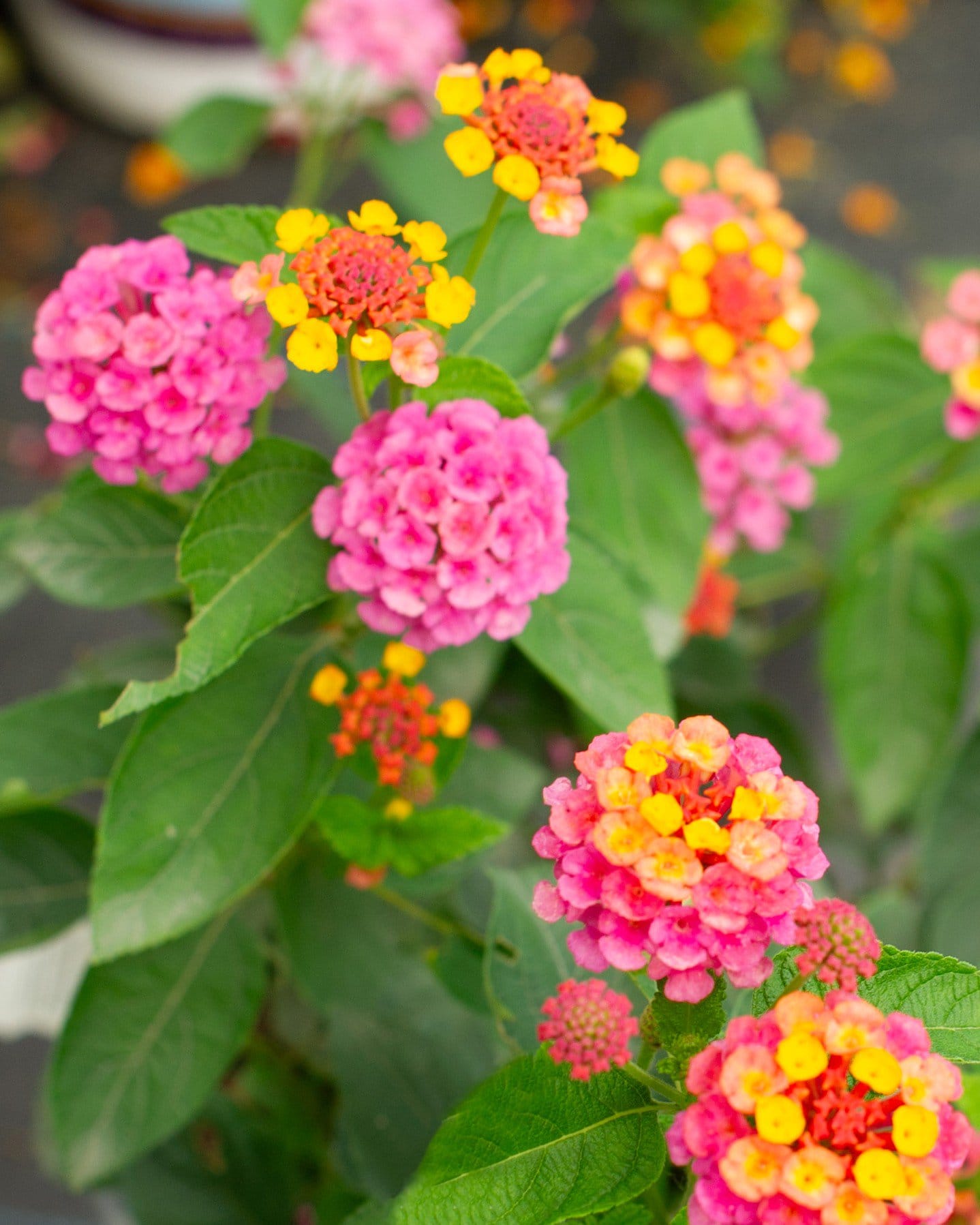 Lucky Sunrise Rose Lantana pink yellow flowers Lucky Sunrise Rose Lantana with pink, yellow and orange flower clusters and green foliage