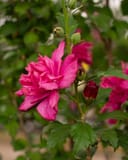 Lucy Althea Tree Form with bright pink double flowers and green foliage