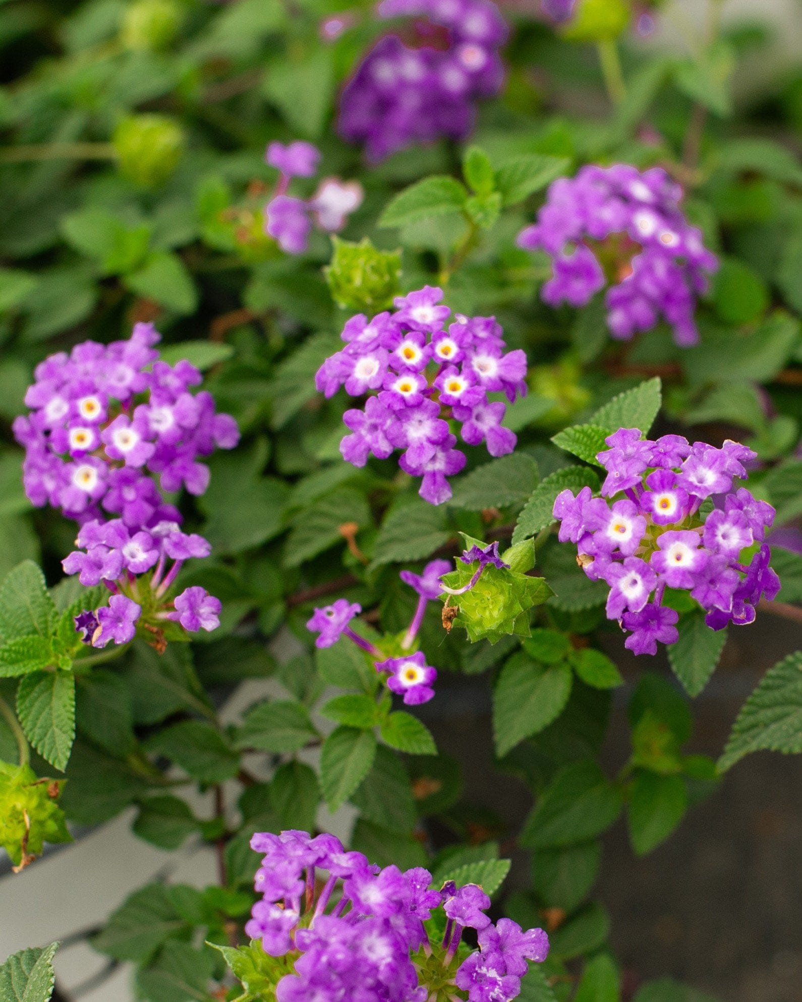 Luscious Grape Lantana purple flower clusters Luscious Grape Lantana with clusters of purple and pink flowers among green leaves
