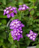 Luscious Grape Lantana with clusters of purple flowers and yellow centers