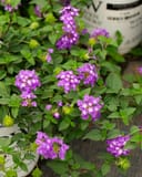 Luscious Grape Lantana with clusters of purple flowers and textured green foliage in a nursery container