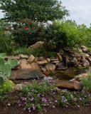 Luscious Grape Lantana blooming beside a landscaped rock waterfall and pond