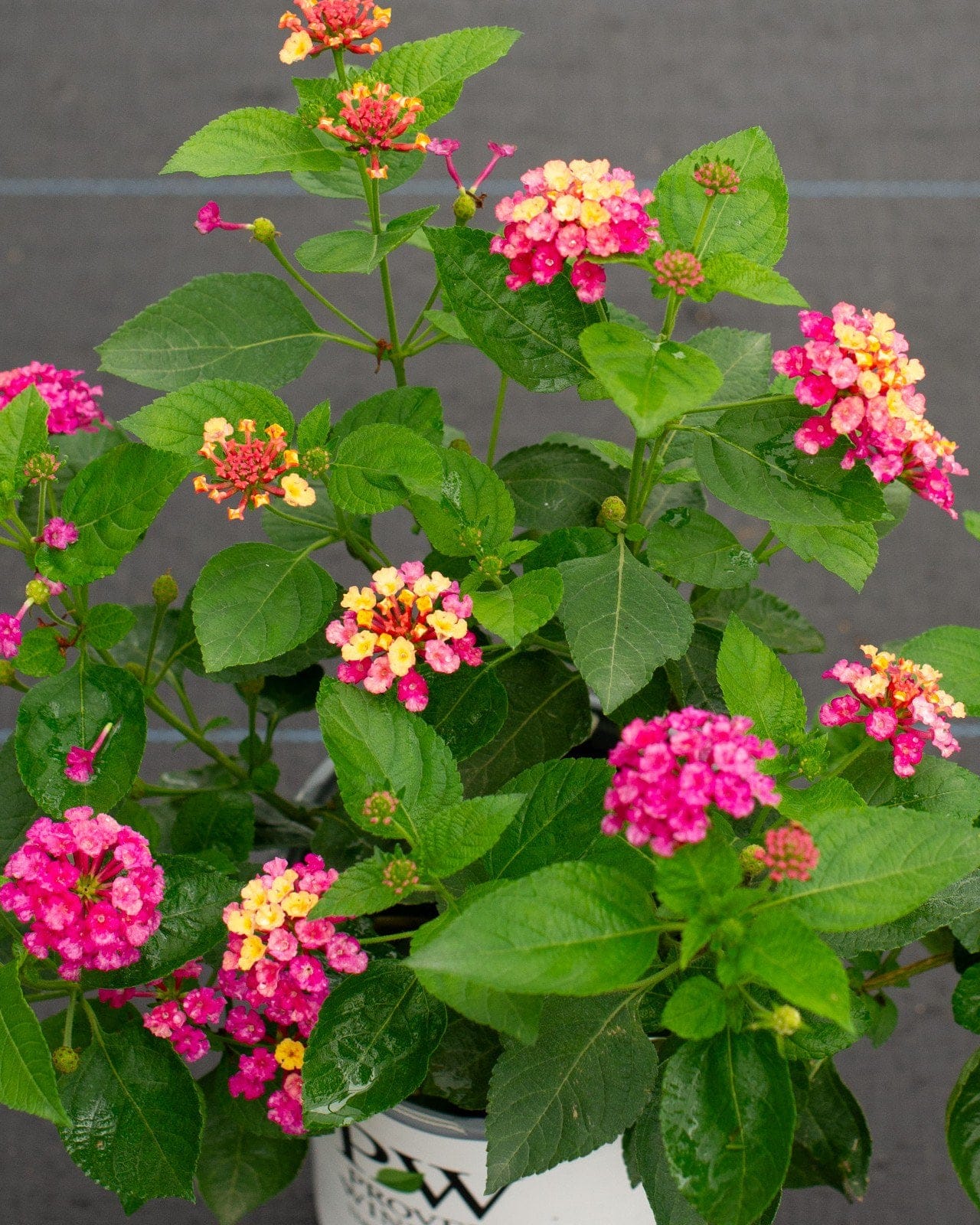 Luscious Royale Cosmo Lantana colorful flowers Luscious Royale Cosmo Lantana with vivid pink, yellow and orange flower clusters and lush green leaves