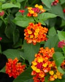 Luscious Royale Red Zone Lantana with vibrant orange, yellow and red flower clusters among green leaves