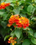 Luscious Royale Red Zone Lantana with clusters of red, orange and yellow flowers among green leaves