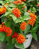 Luscious Royale Red Zone Lantana with vibrant orange and red flower clusters in a nursery container