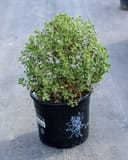 Lynn's Legacy Texas Sage with dense green foliage in a black nursery container