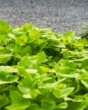 Marguerite Sweet Potato Vine with dense bright chartreuse foliage growing in a nursery container