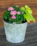 Marguerite Sweet Potato Vine with lime green foliage in a galvanized container with pink flowers