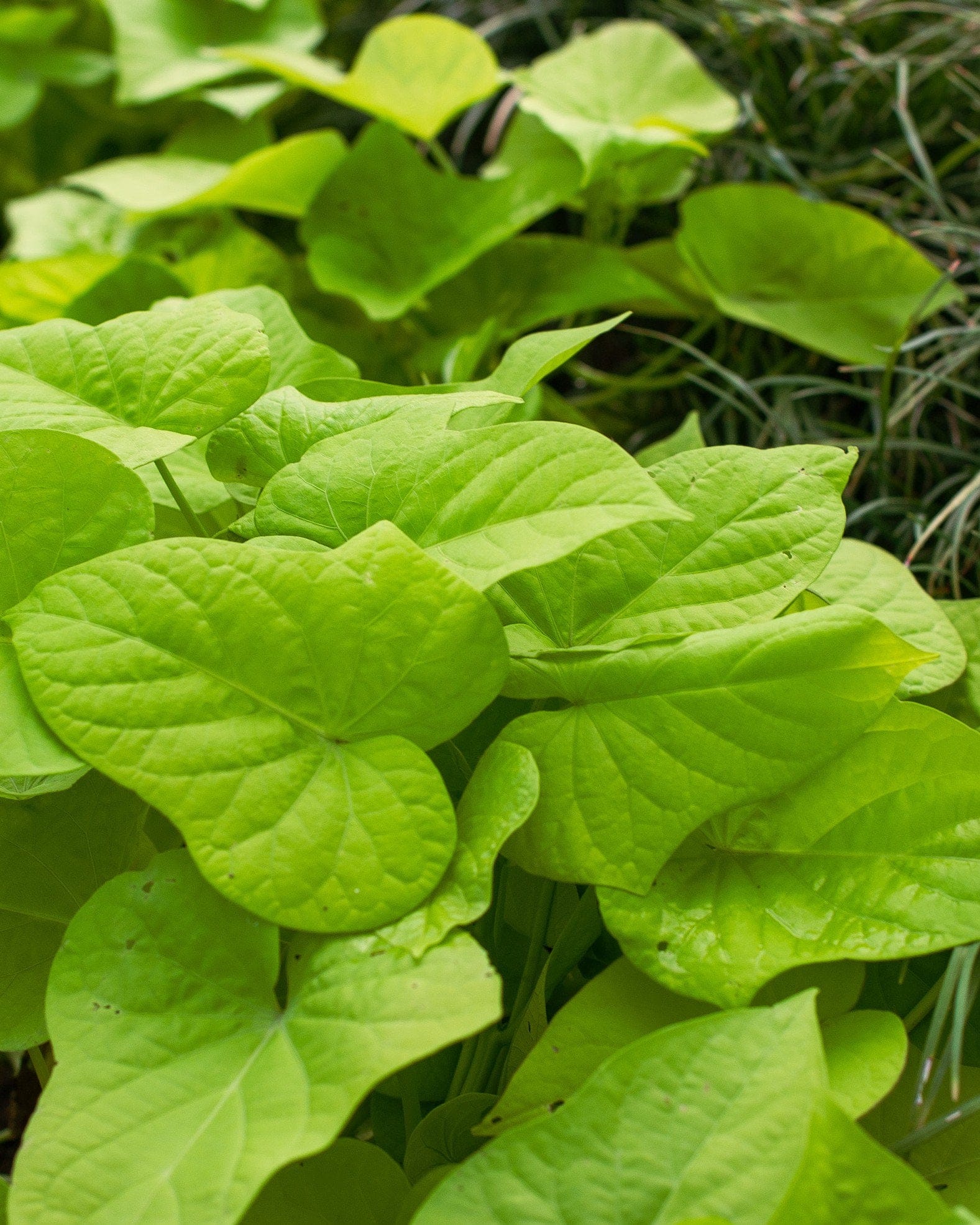 Marguerite Sweet Potato Vine lime leaves Marguerite Sweet Potato Vine with bright lime green heart-shaped leaves