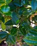 Mary Nell Holly with glossy dark green, sharply toothed leaves on branching stems