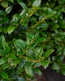Mary Nell Holly with glossy green leaves and sharply toothed edges in a nursery container