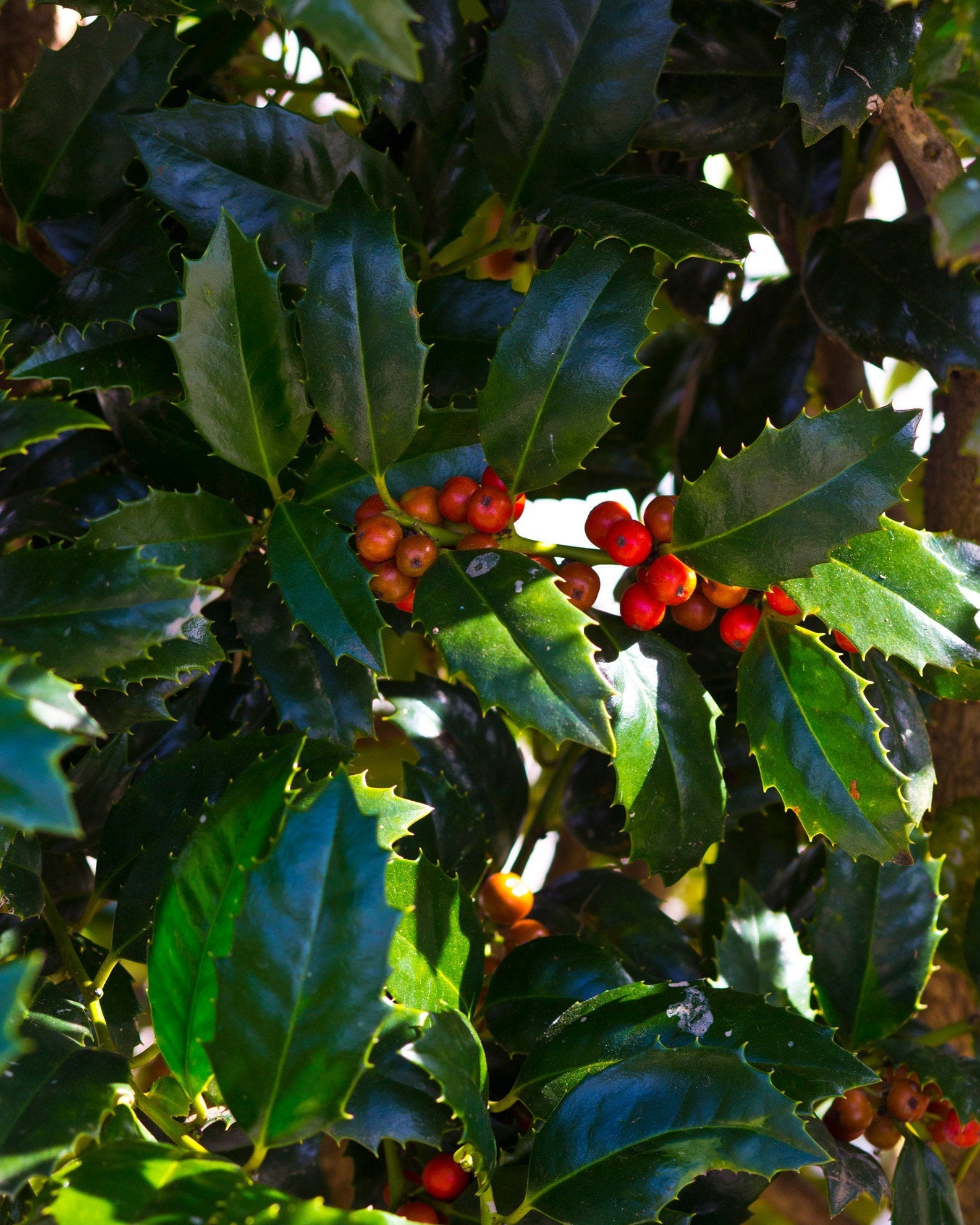 Mary Nell Holly red berries Mary Nell Holly with glossy, spiny green leaves and clusters of bright red berries