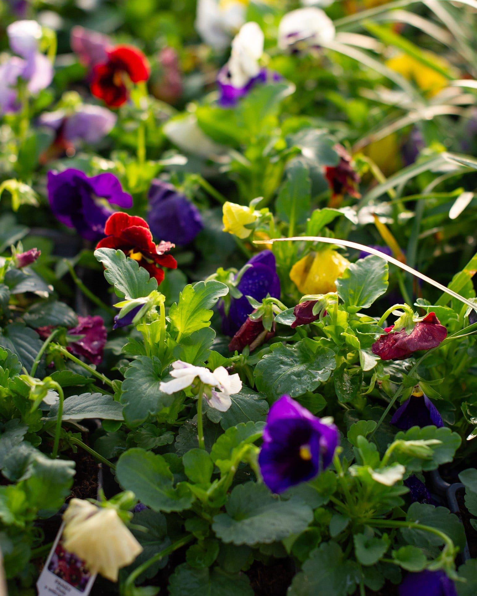 Matrix Blotch Mix Pansy - view 2