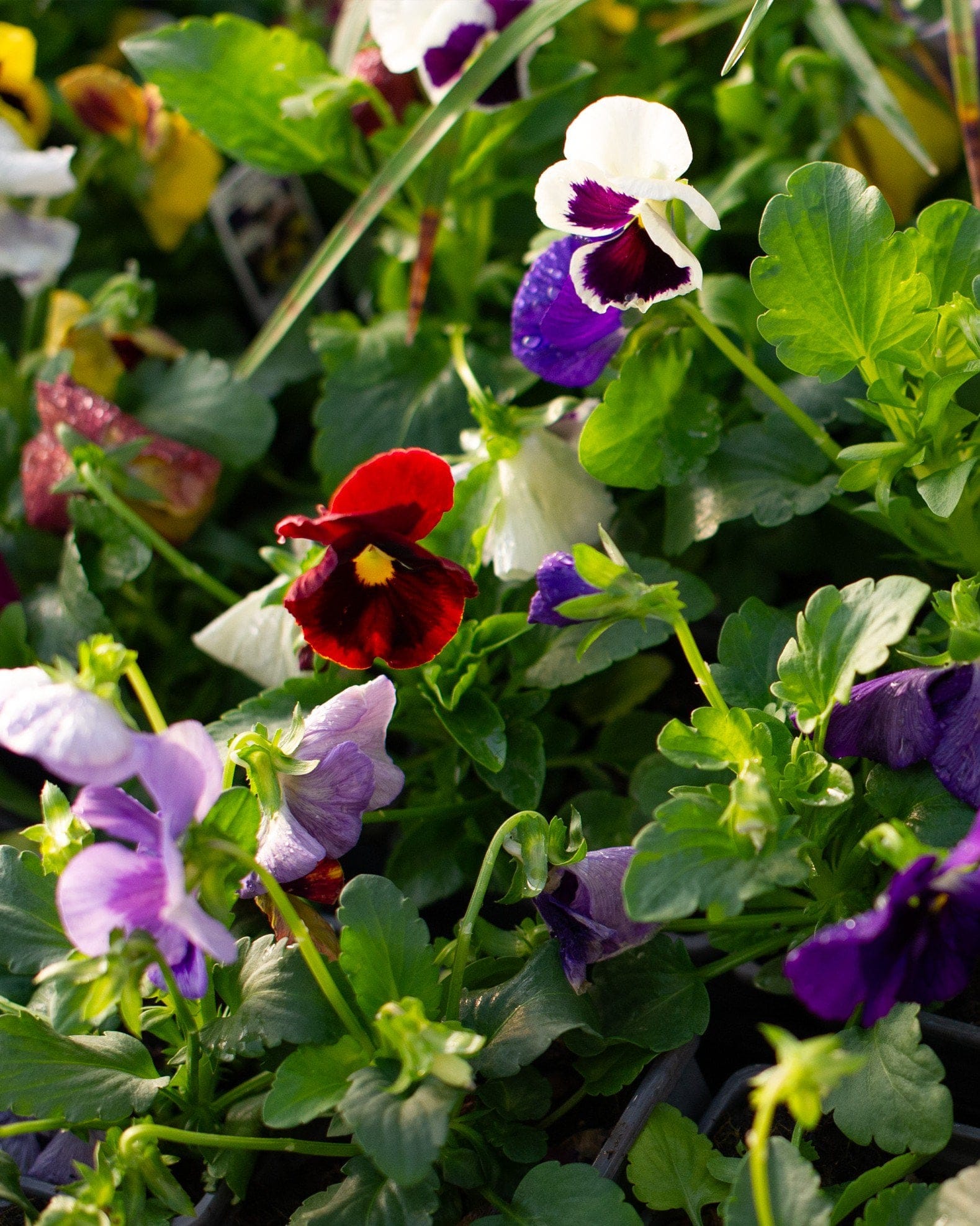 Matrix Blotch Mix Pansy - view 3