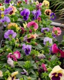 Matrix Coastal Sunrise Mix Pansy with colorful purple, pink, yellow and white blooms