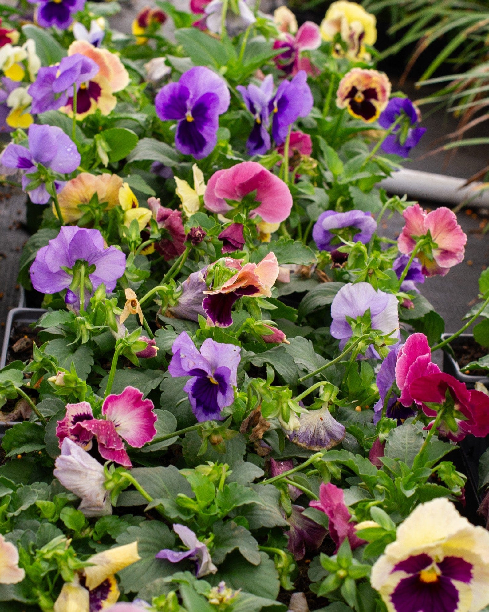 Matrix Coastal Sunrise Mix Pansy - view 4