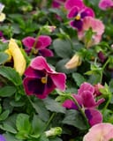 Matrix Coastal Sunrise Mix Pansy with pink, purple and yellow blooms among green foliage