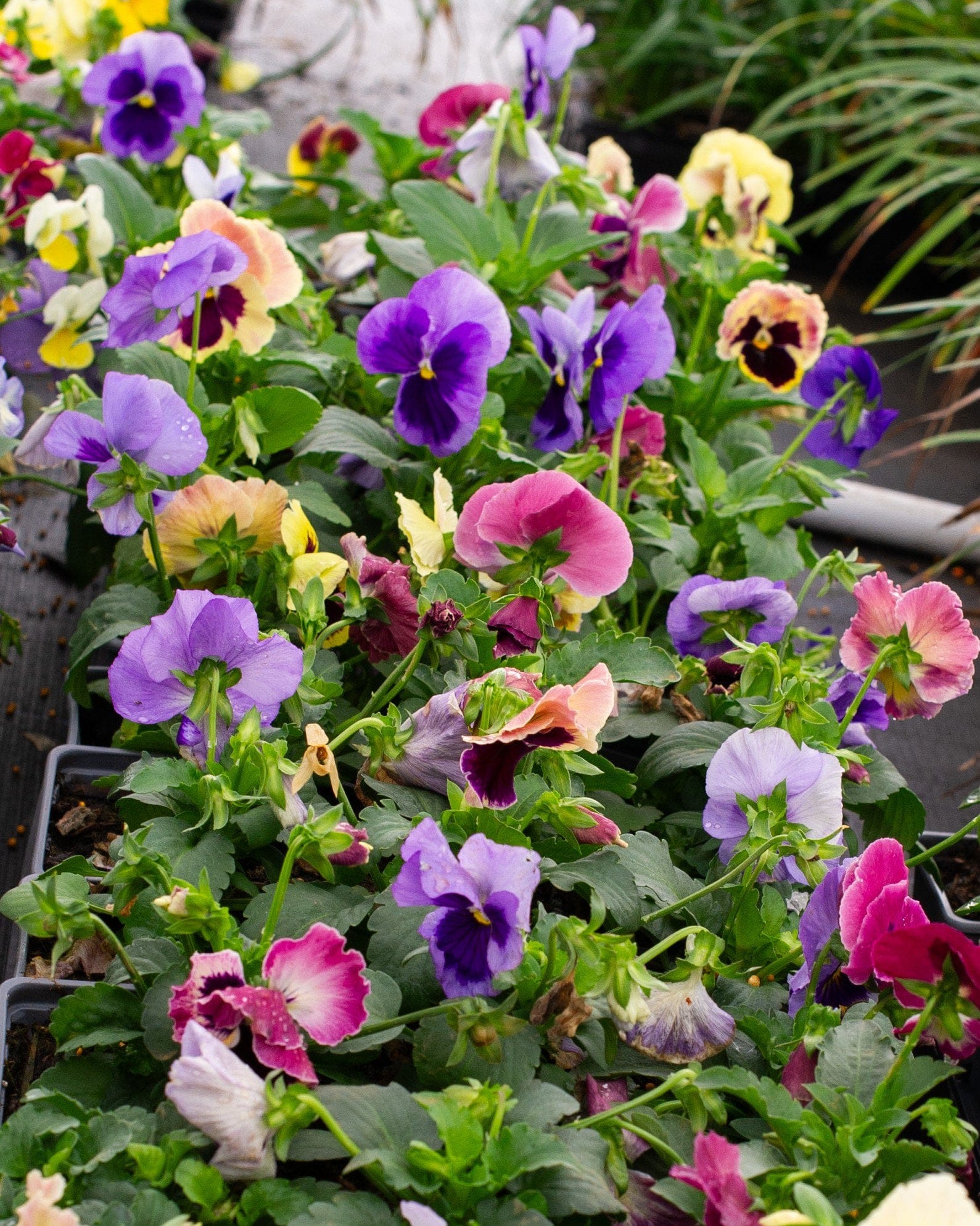Matrix Coastal Sunrise Mix Pansy - view 5