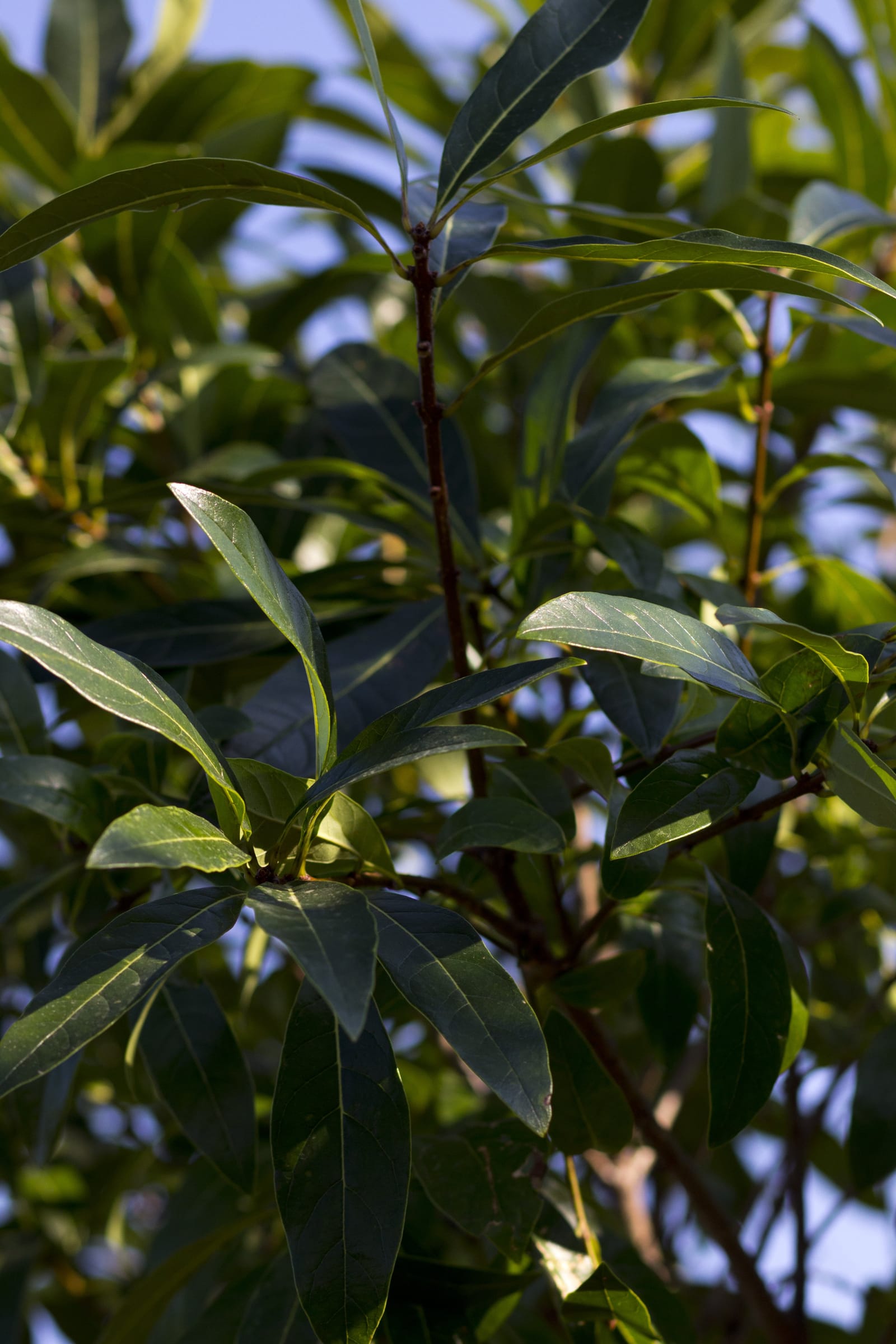 Pygmy Fringe Tree - view 3
