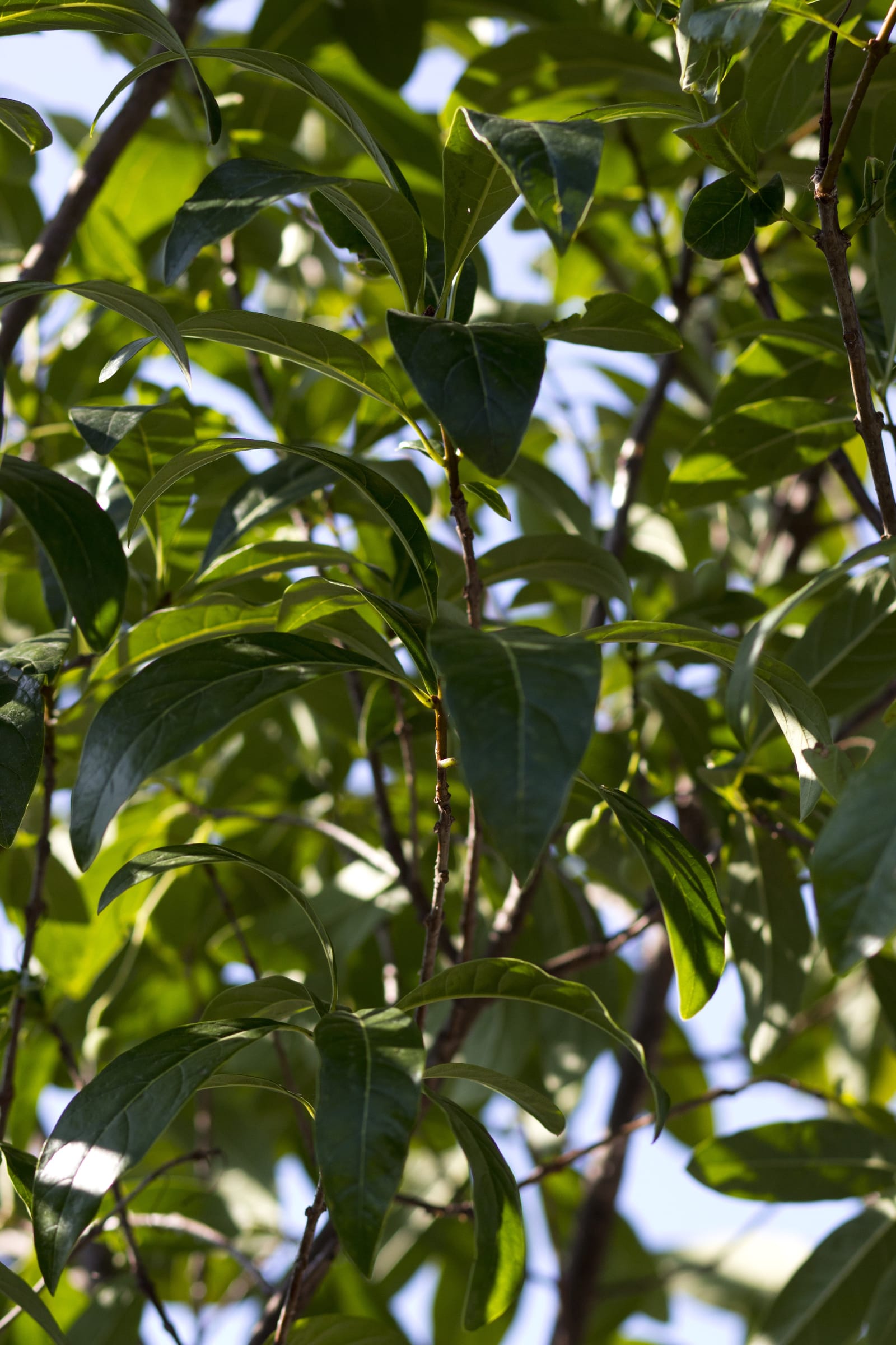 Pygmy Fringe Tree - view 4