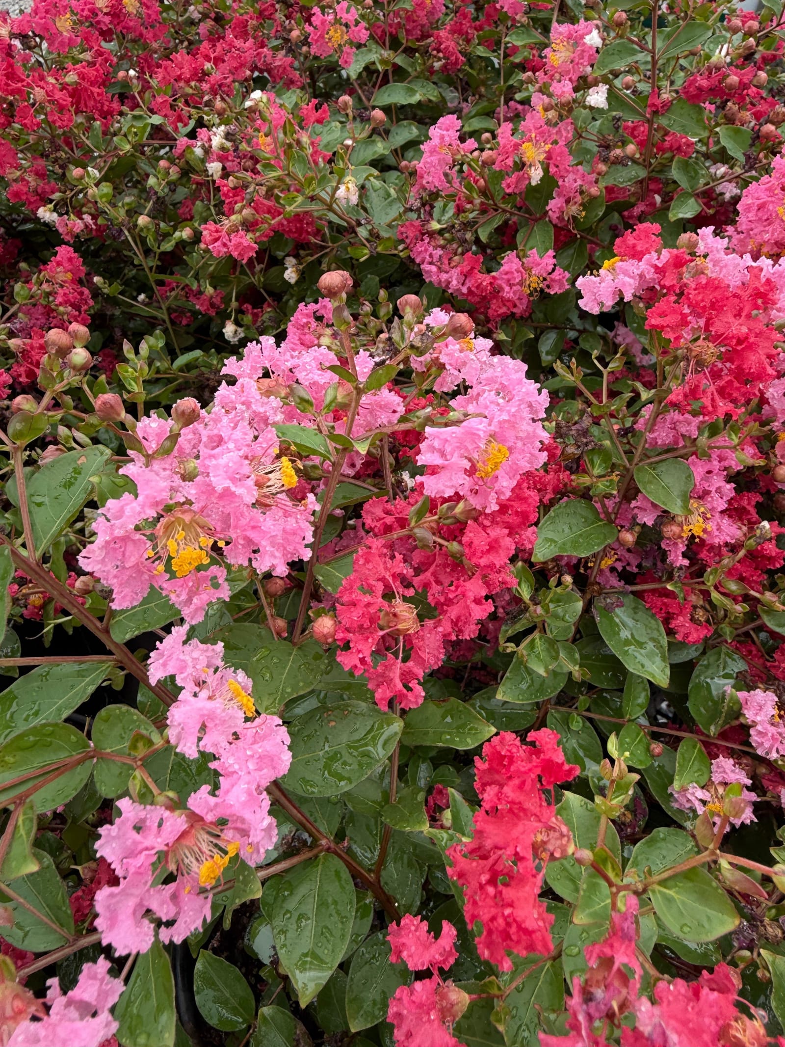 Bellini Strawberry Crape Myrtle
