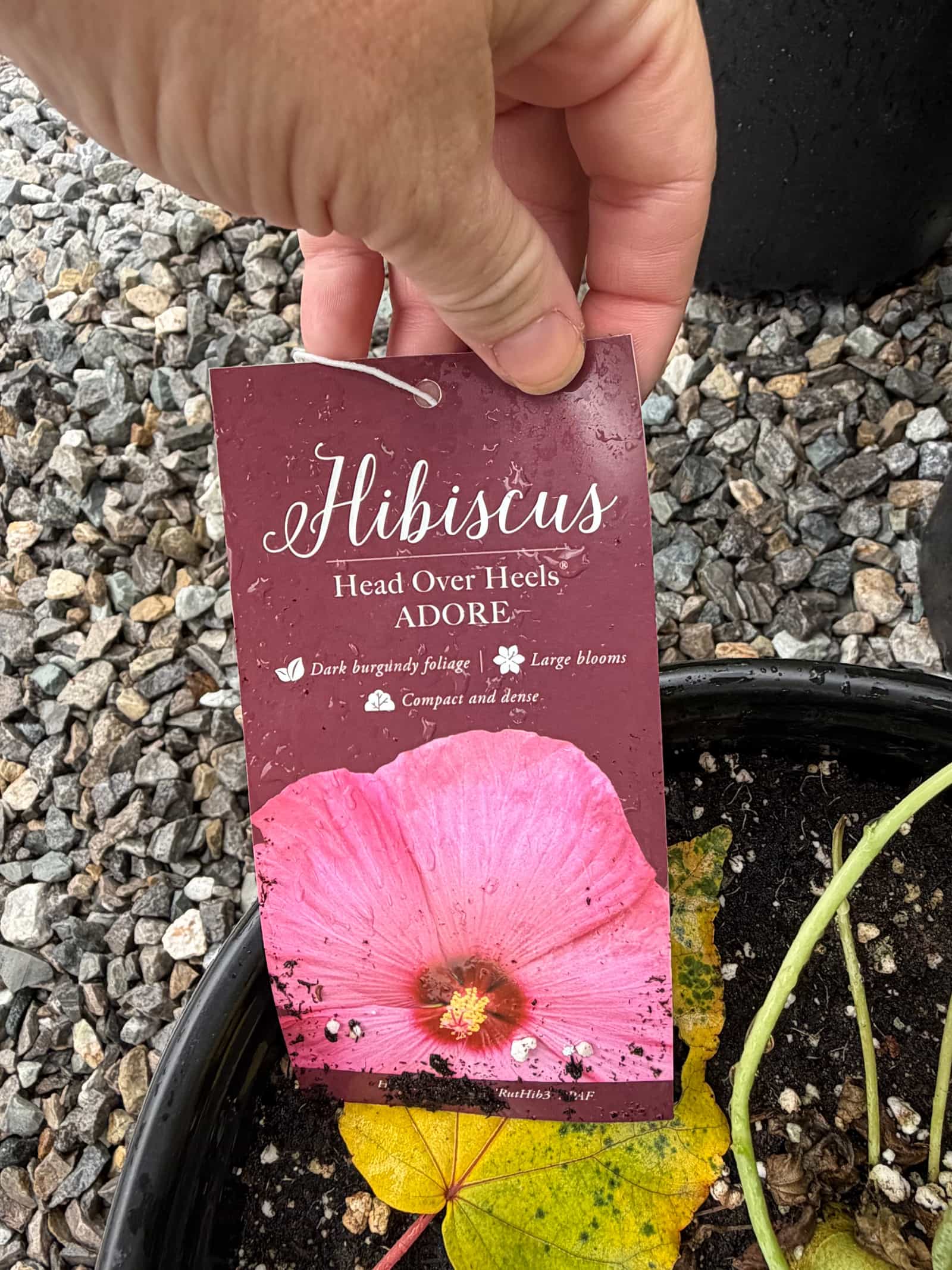 Head over Heels Adore Hibiscus - view 2