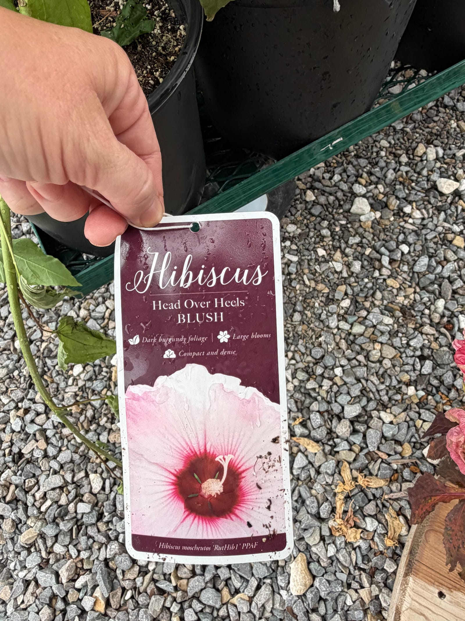 Head over Heels Blush Hibiscus