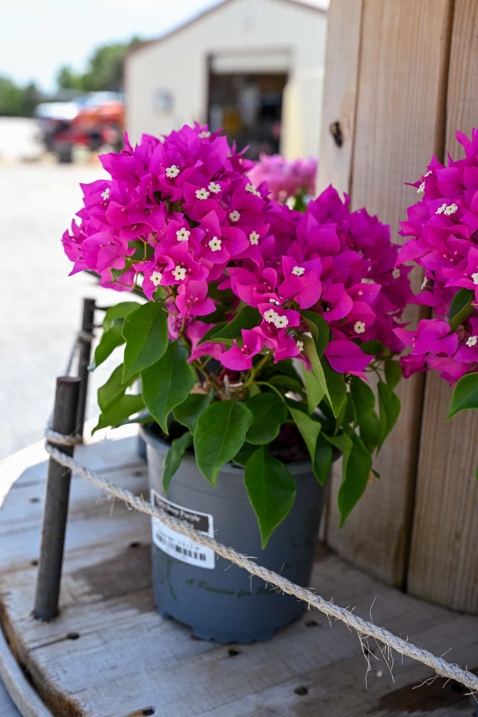 Vera Deep Purple Bougainvillea - view 2