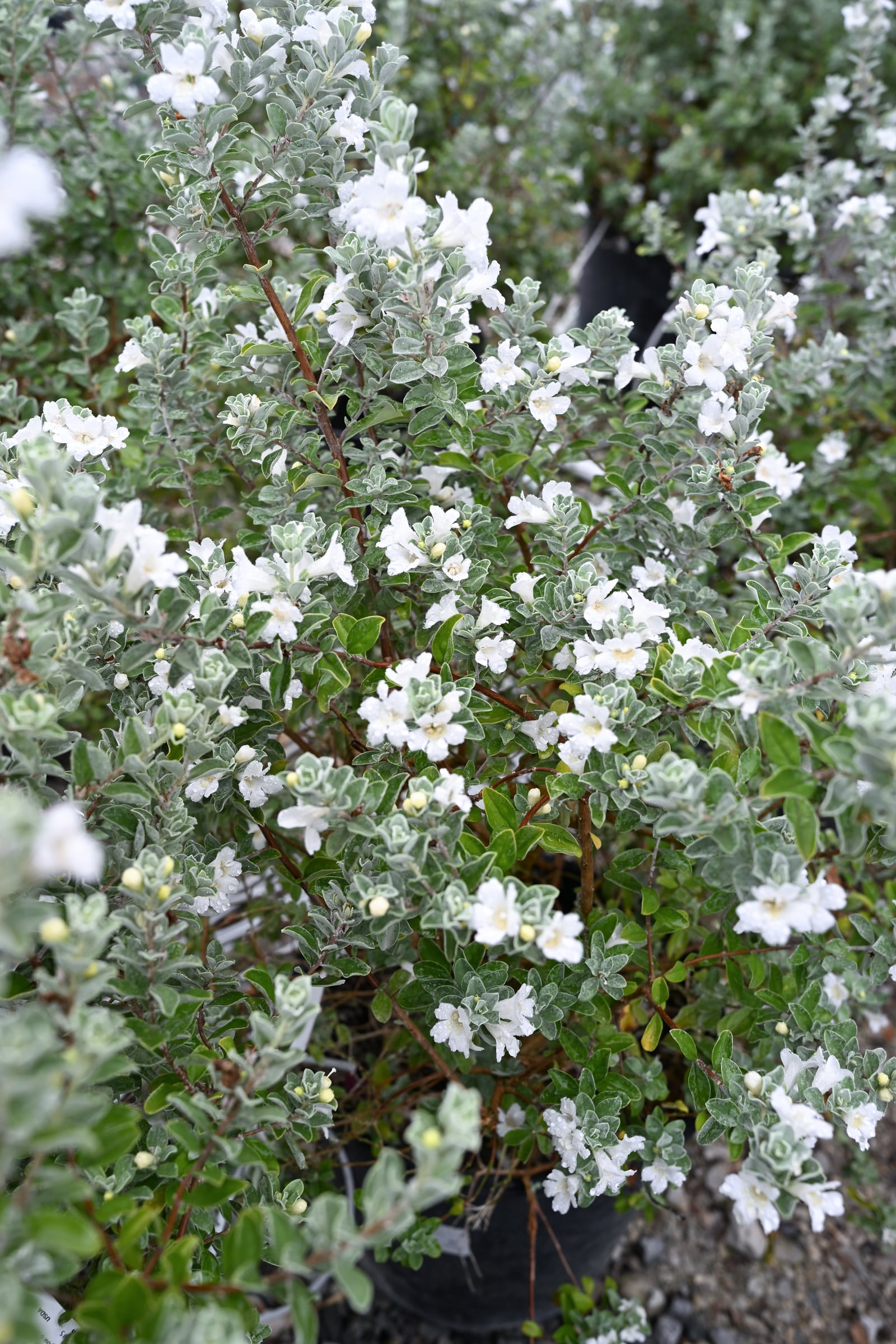 Silver Snow Texas Sage - Image 1