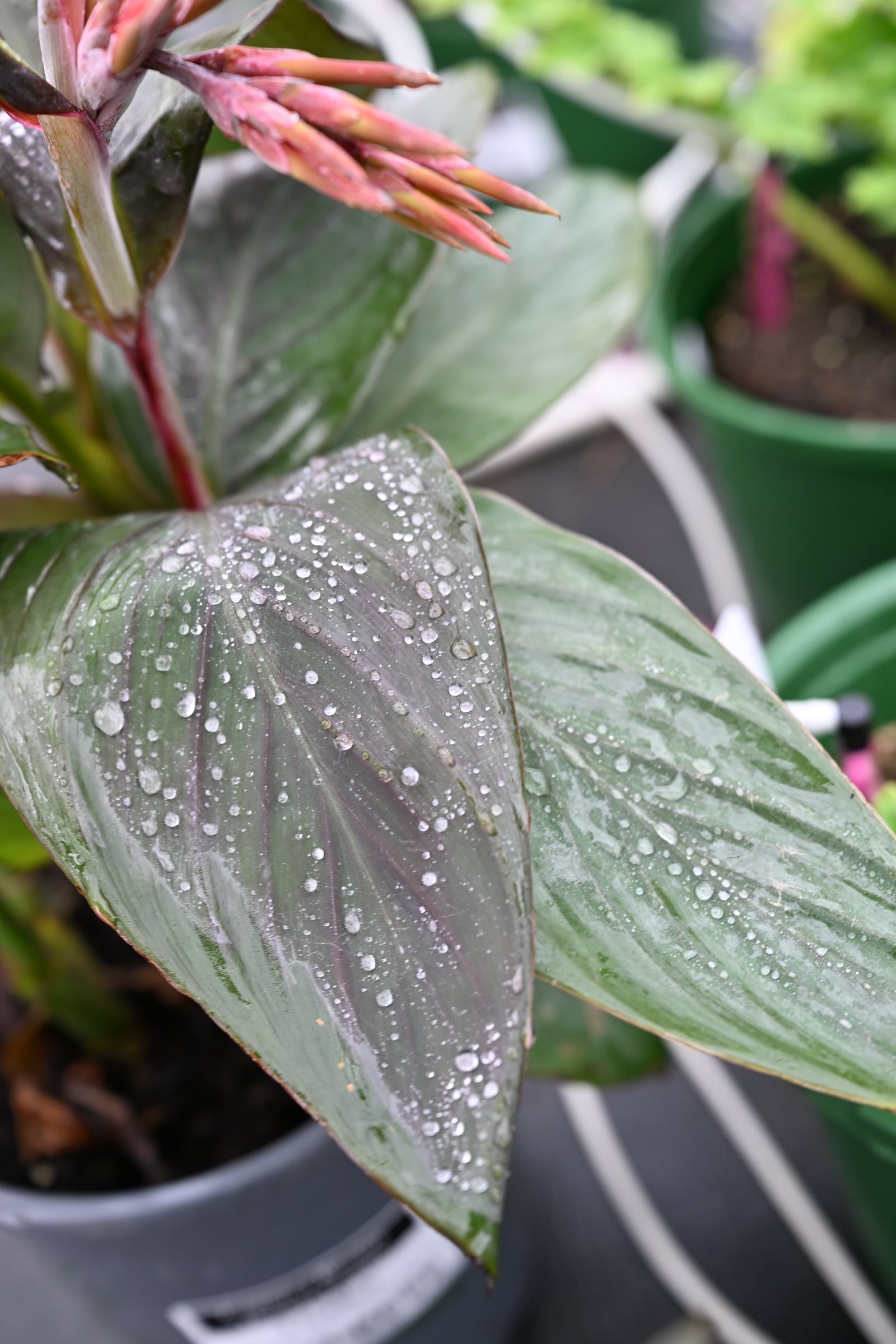 Cannova Bronze Orange Canna - Image 1