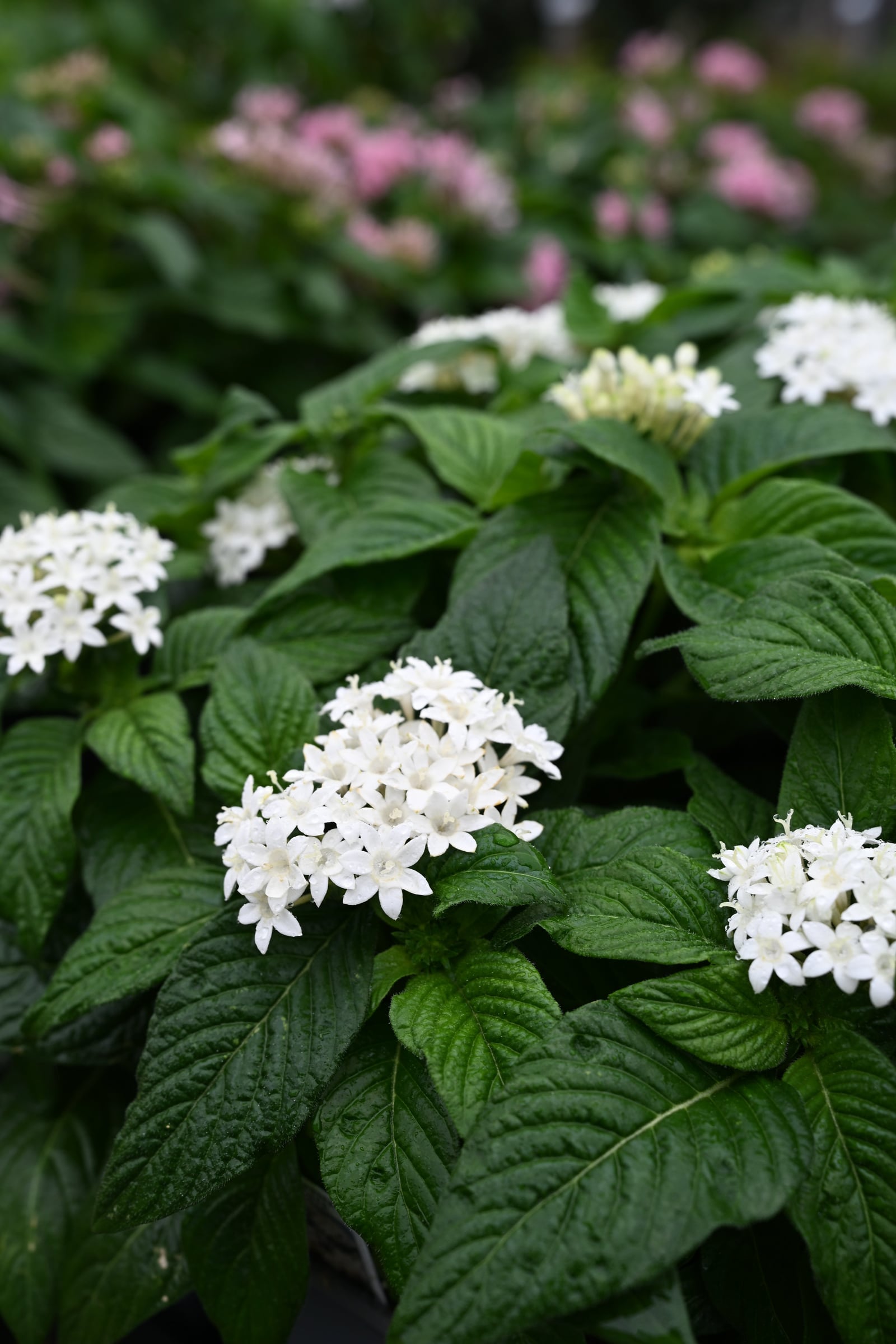 Graffiti White Pentas - Image 1