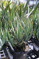 Blue Elf Aloe Vera thumbnail 2
