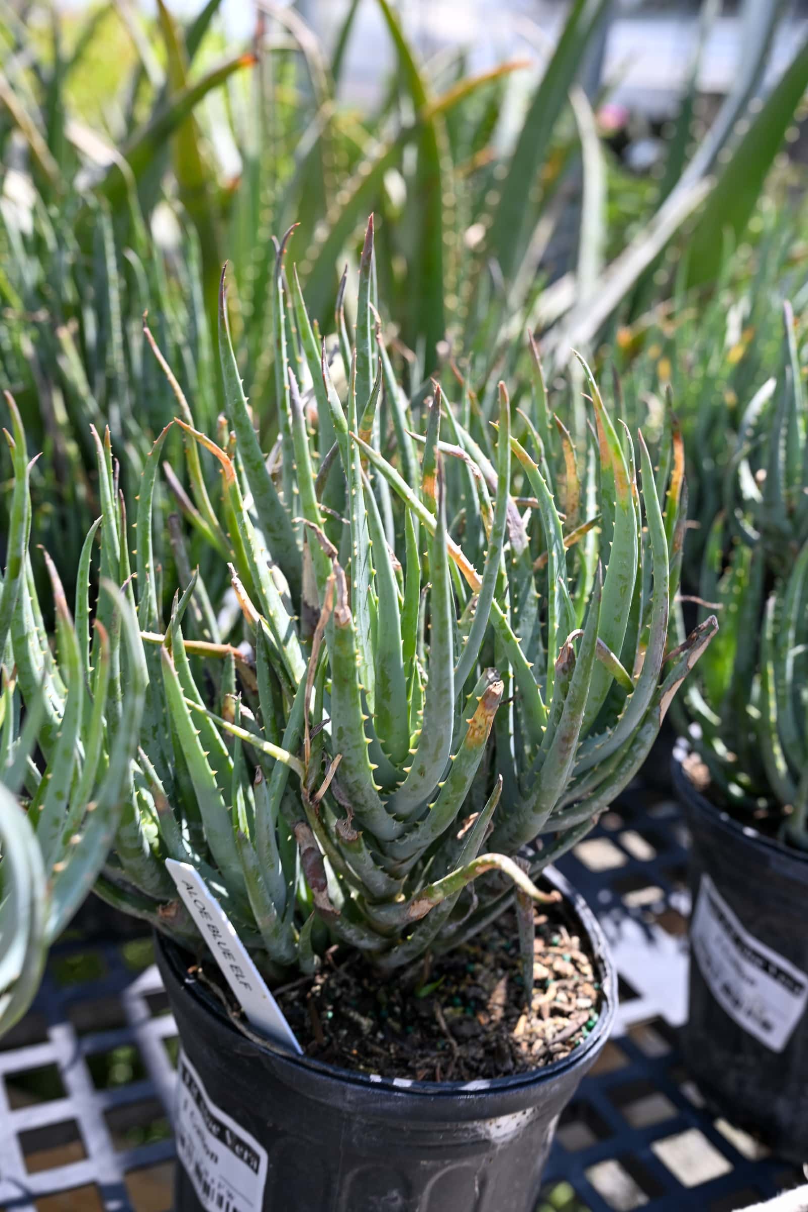 Blue Elf Aloe Vera - Image 1