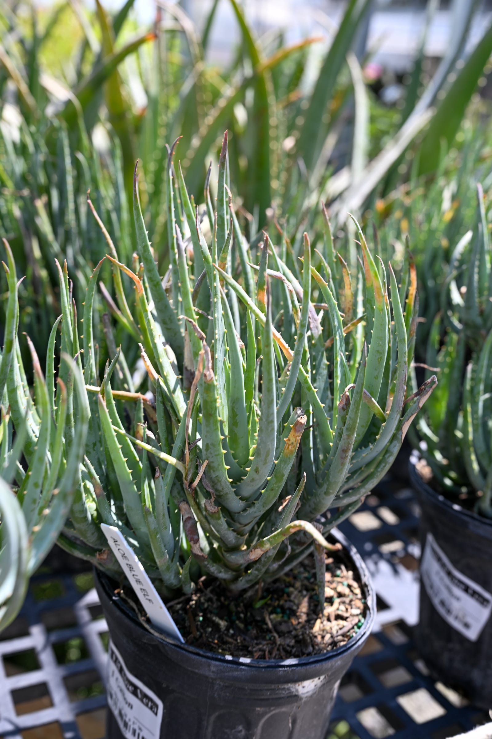 Blue Elf Aloe Vera - view 2