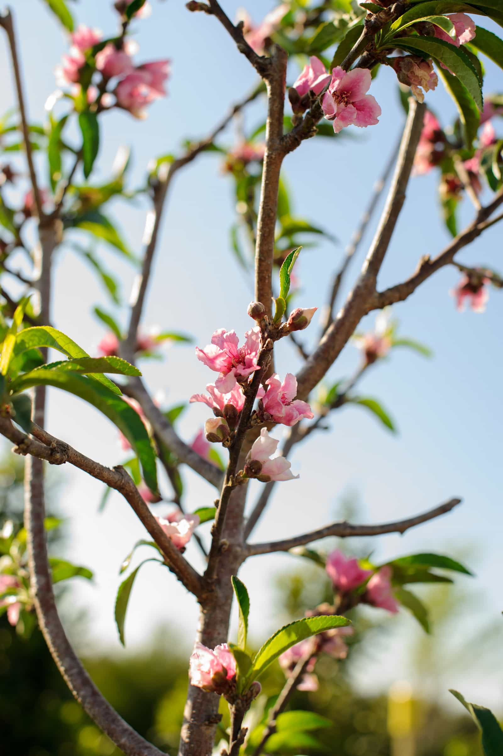 Hale Haven Peach - view 2