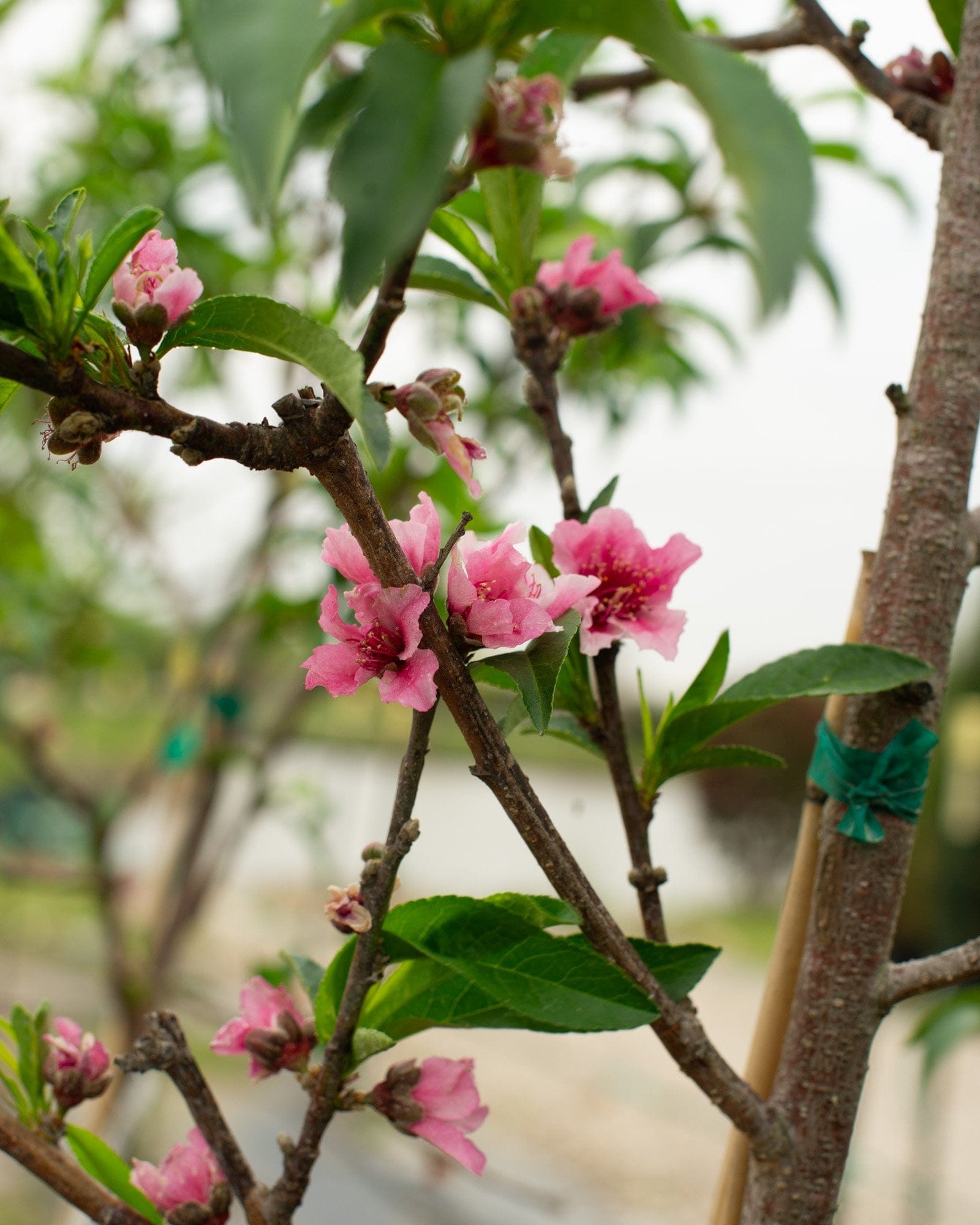 Hale Haven Peach - view 4