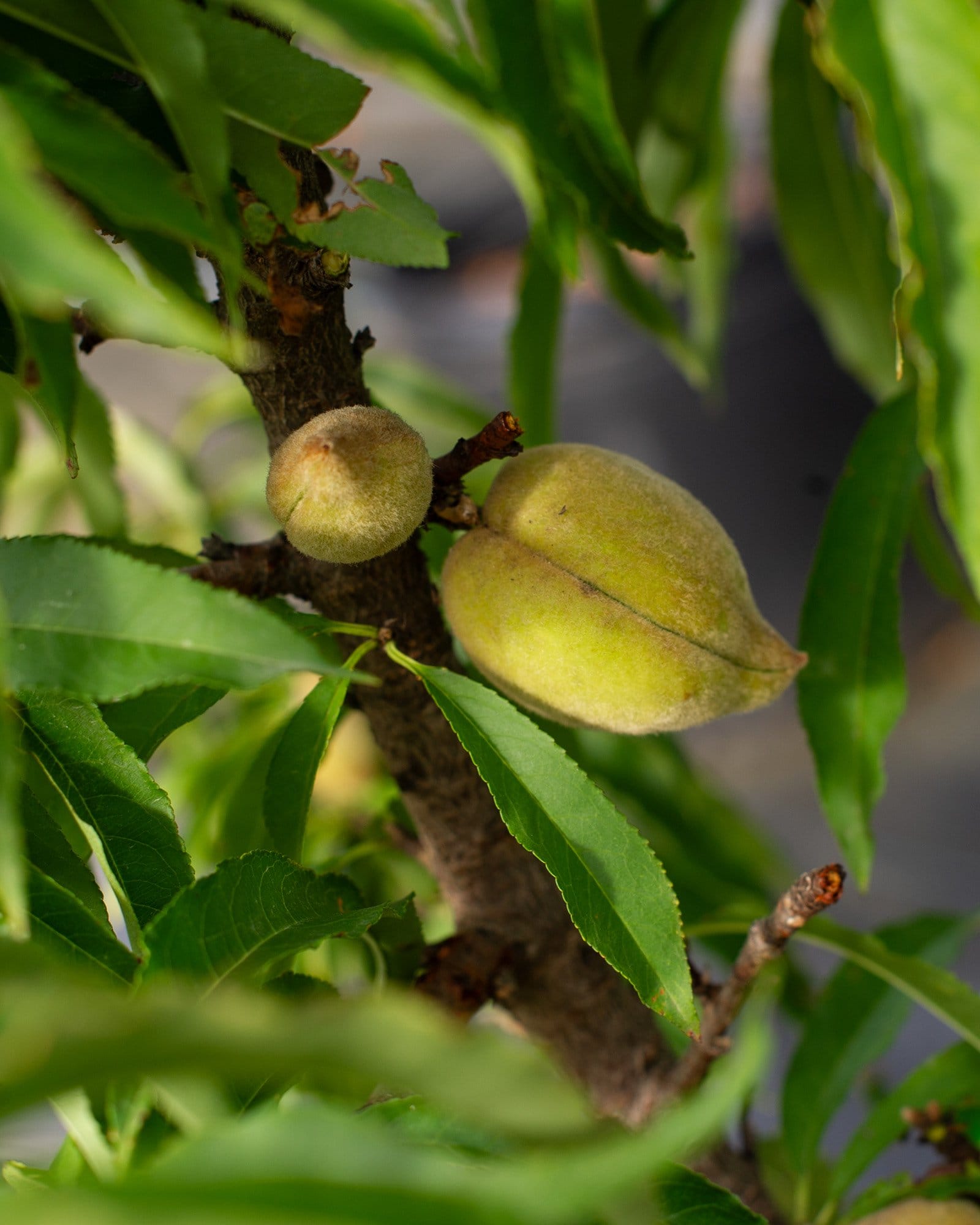 Bonanza Dwarf Peach
