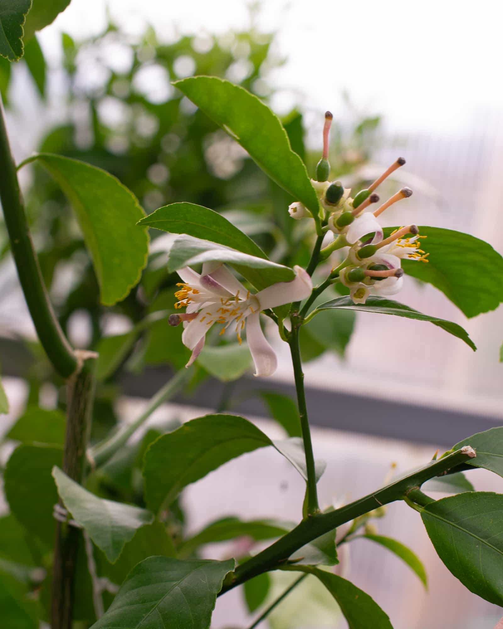 Improved Meyer Lemon - view 4